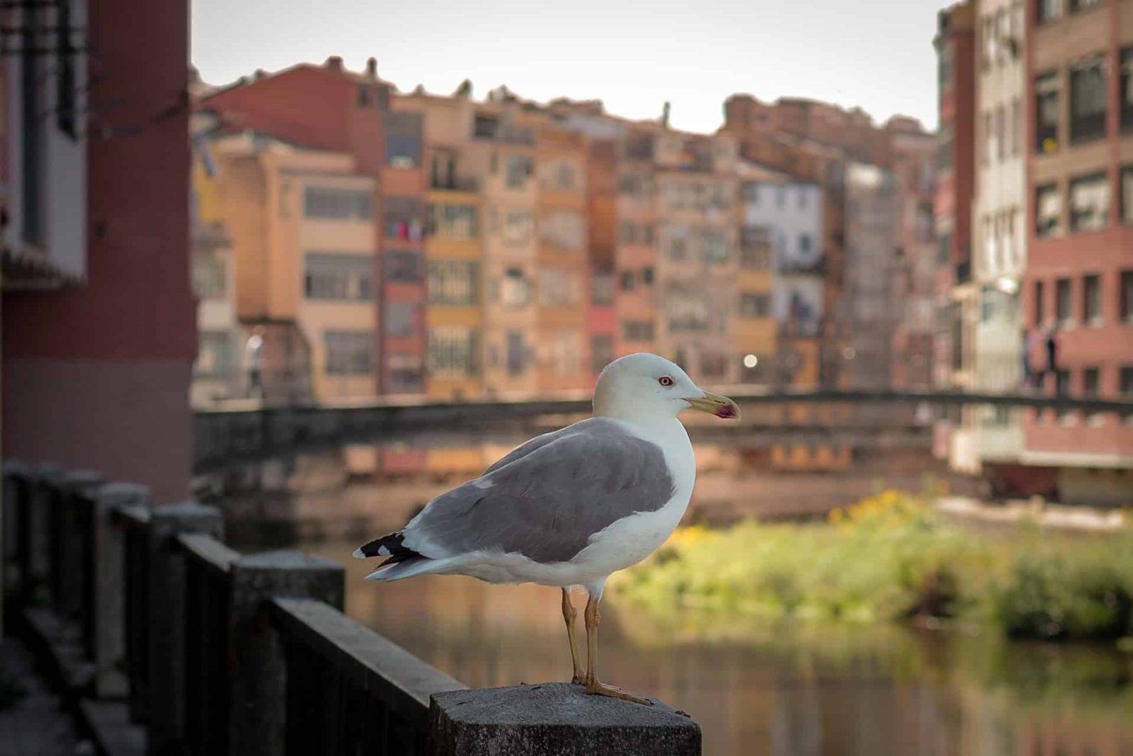 Por qué Girona es la excursión perfecta de un día desde Barcelona